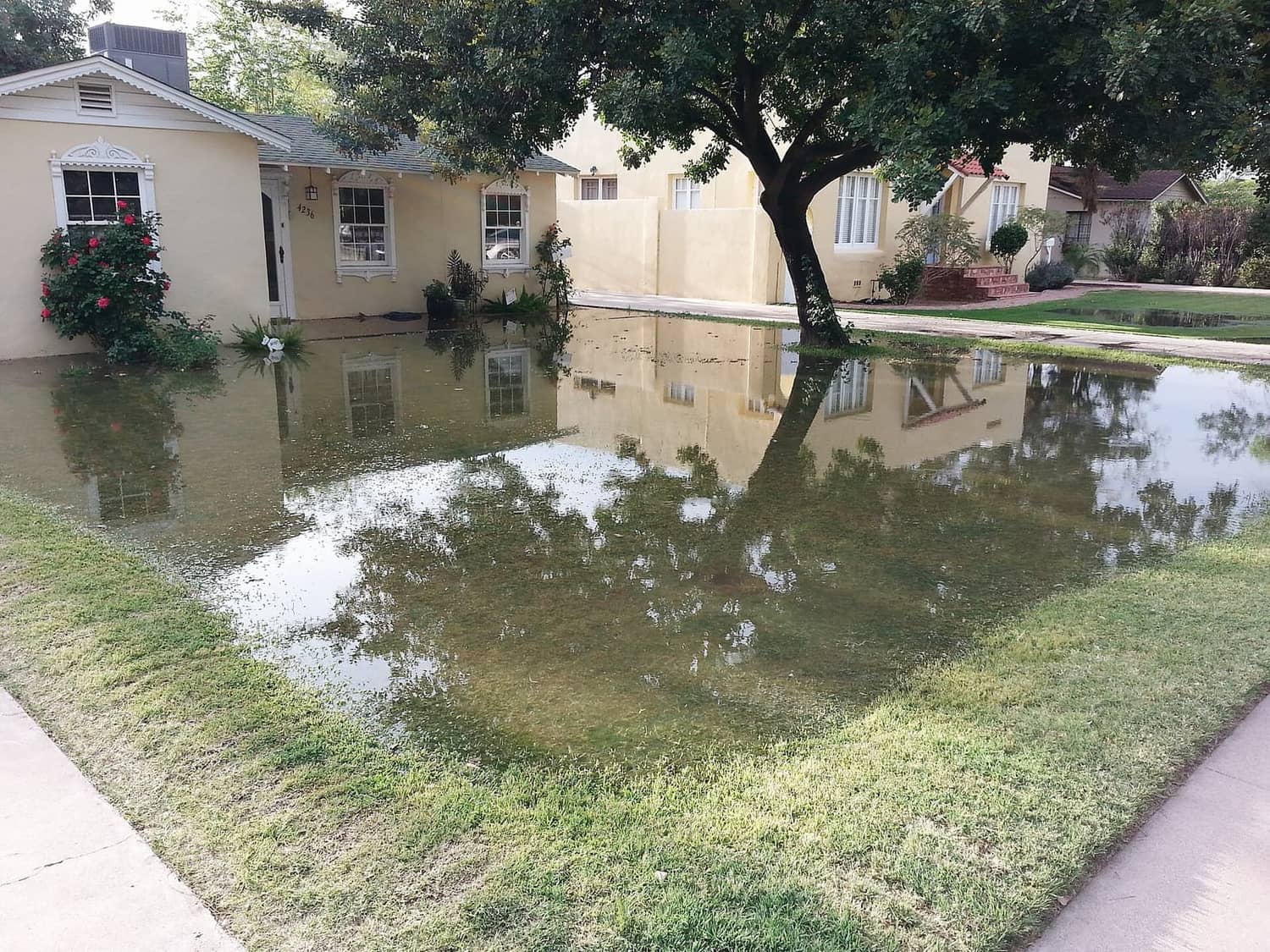 Water from flood irrigation standing across a residential front yard in the Melrose neighborhood of Phoenix, Arizona